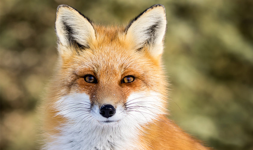email-photo-wildlife-fox-534538